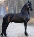 Friesian Dam's Sire