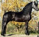 Friesian Sire