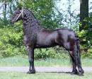 Friesian Sire