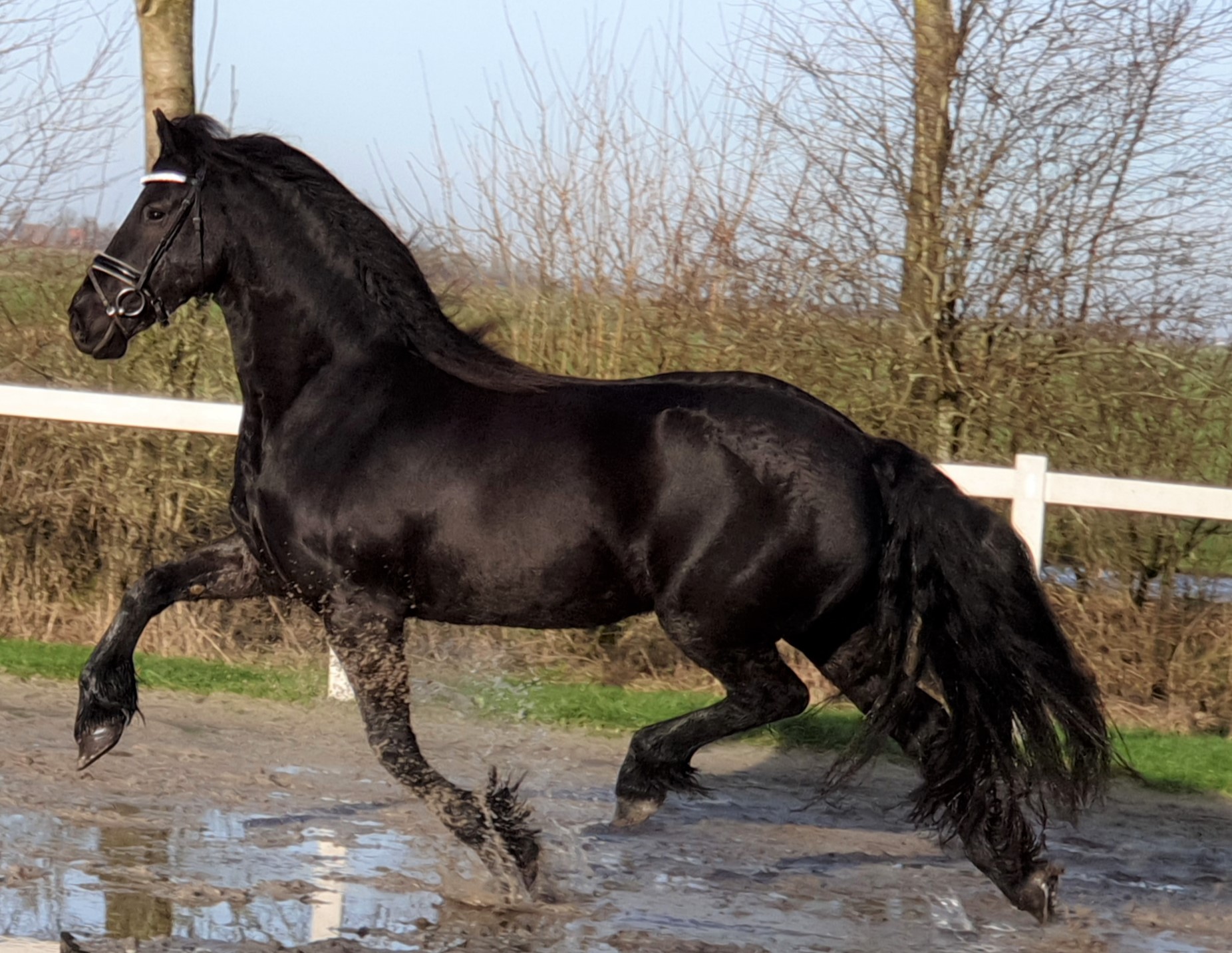 Friesians For Sale at Fairytale Friesian Finder Service, INC