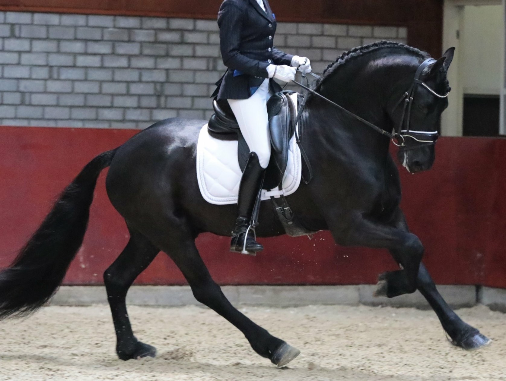 Friesian Zayden - Sold