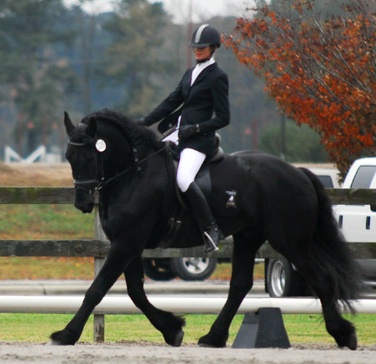 Friesian Bauke T - Sold