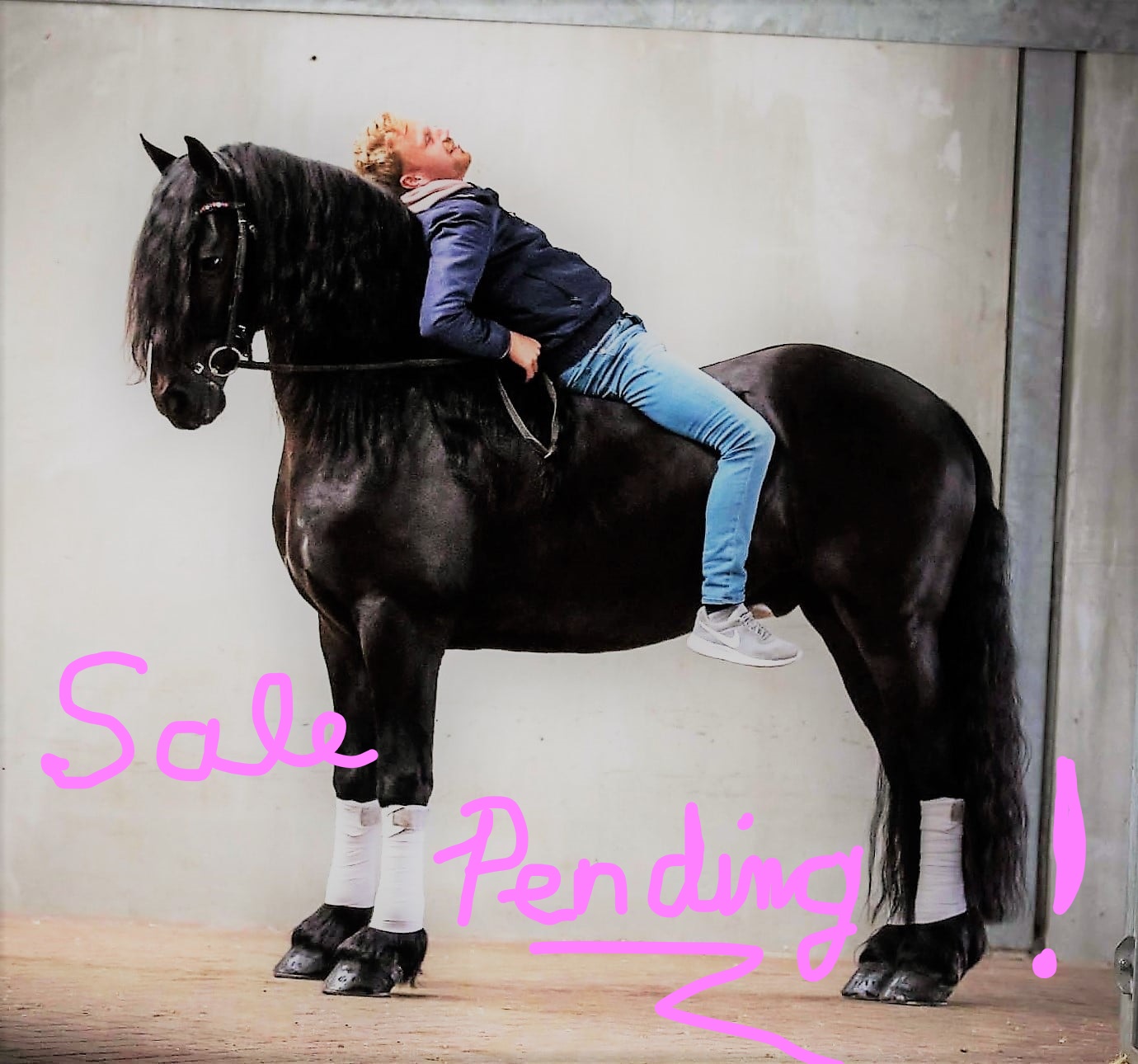 Friesian BECKHAM BSF - Sold