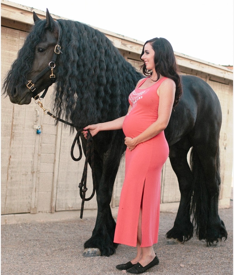 Friesian ZANE - Sold