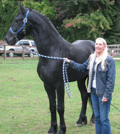 Friesian Chevy - Sold