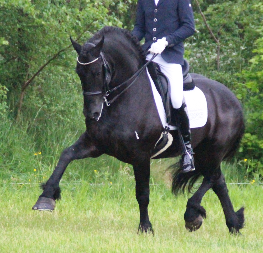 Friesian Maserati - Sold