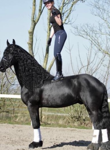 Friesian Mr T - Sold