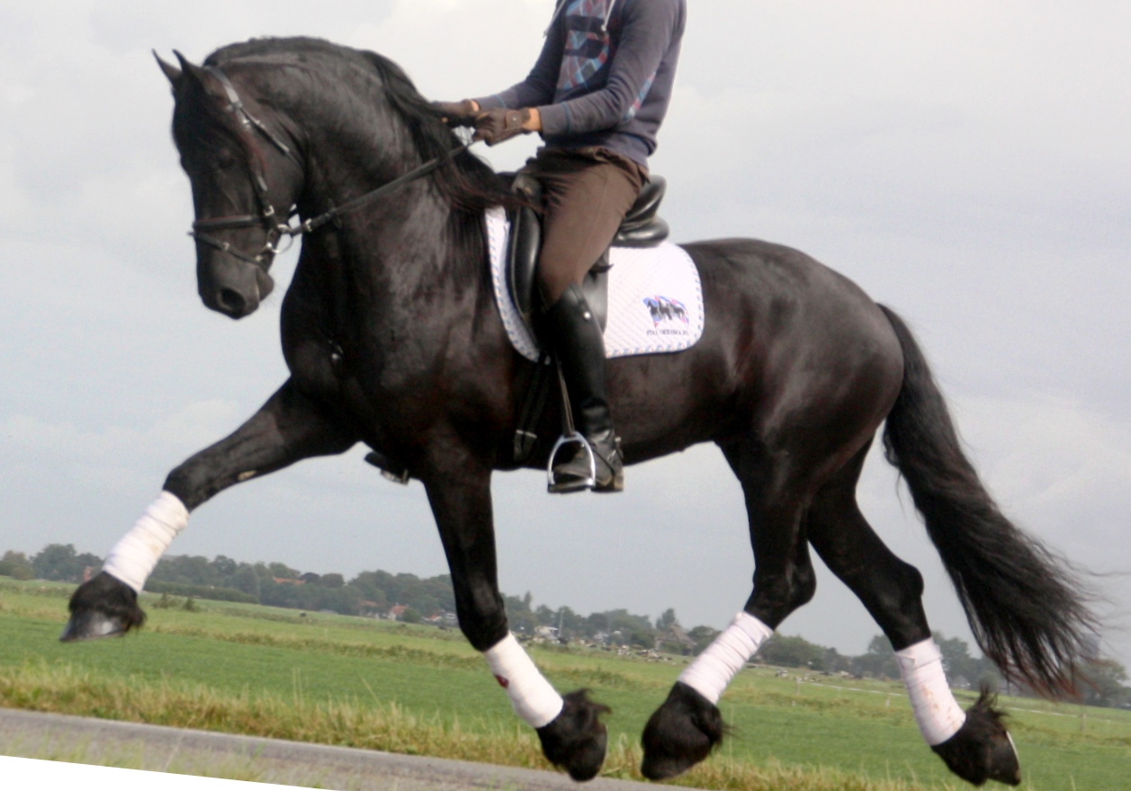 Friesian SORZIO - Sold