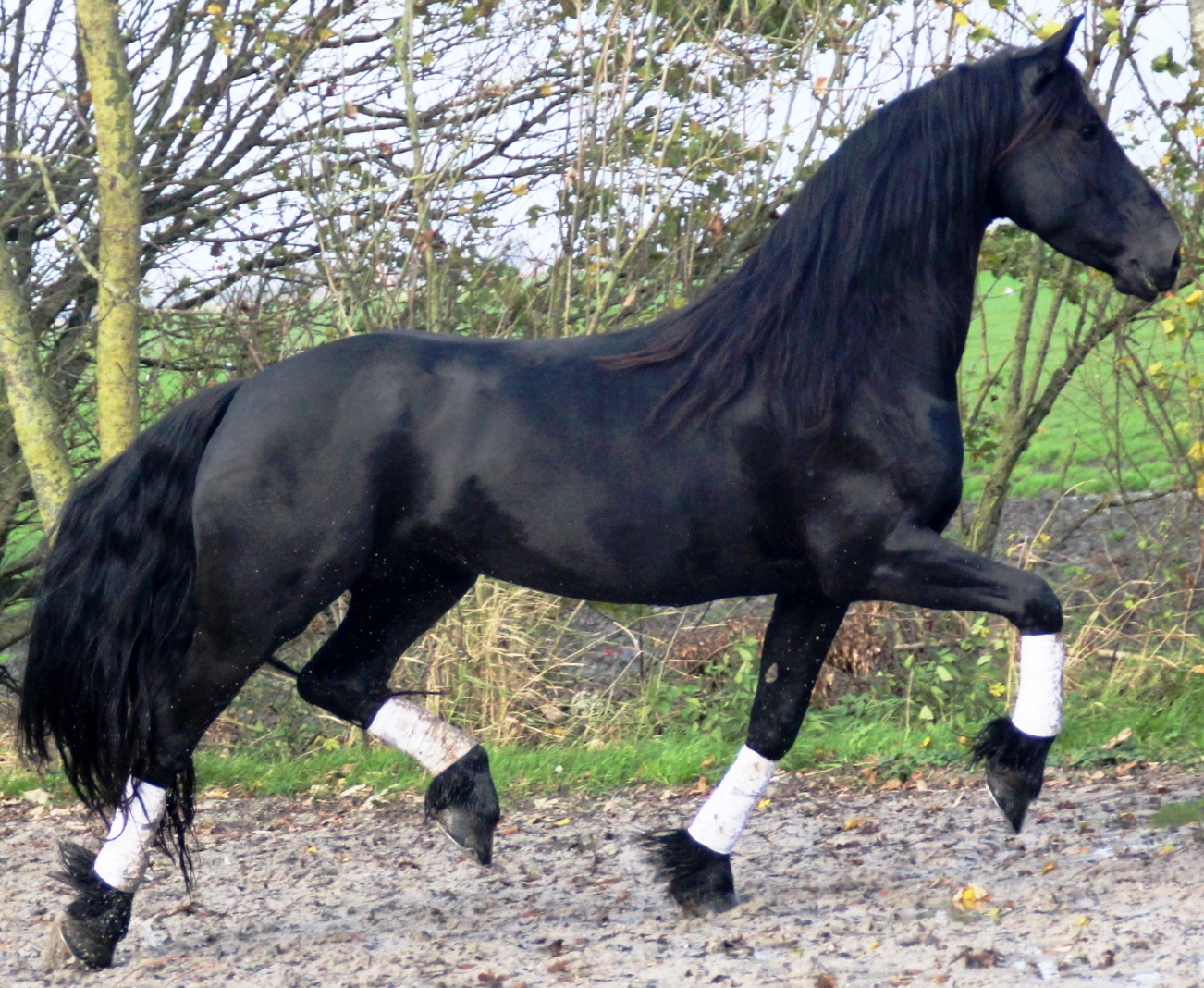 Friesian AMALIA B. - Sold