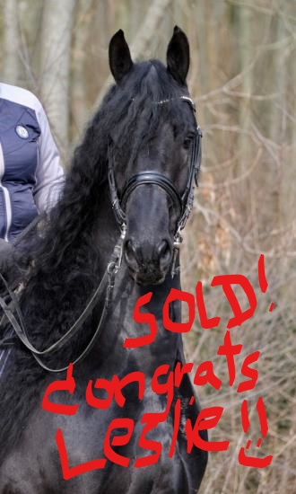 Friesian Jesse Elviera SPORT - Sold