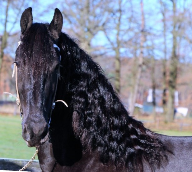 Friesian Jovani - Sold