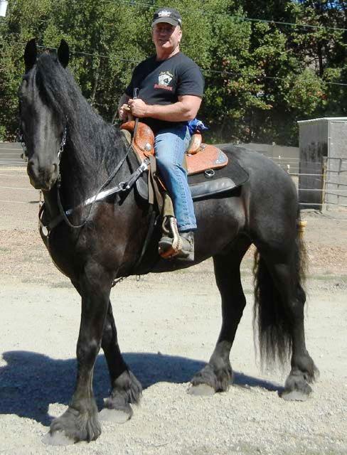 Friesian MALIBU - Sold