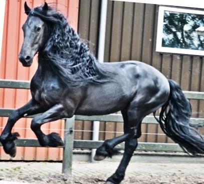 Friesian TSJOLLE BSF - Sold