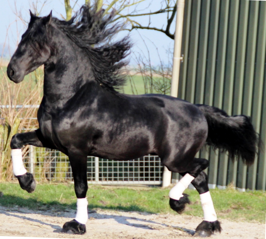 Friesian Umberto - Sold