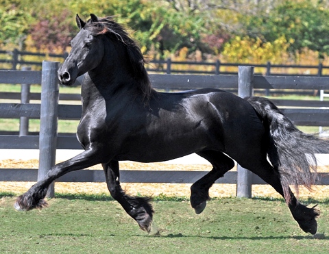 Friesian Model Mare - Sold