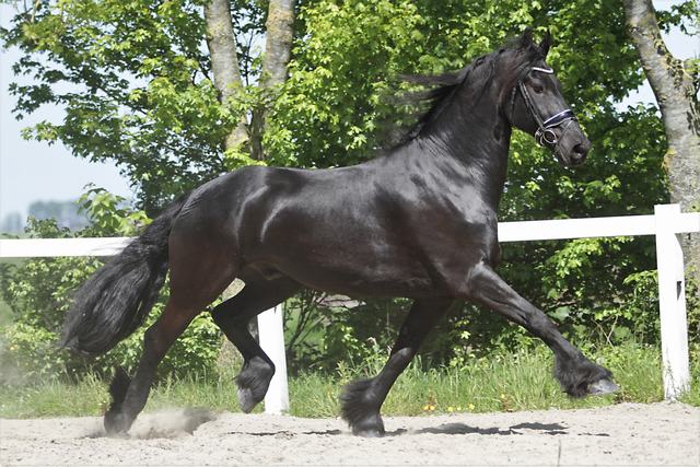 Friesian Arjan - Sold