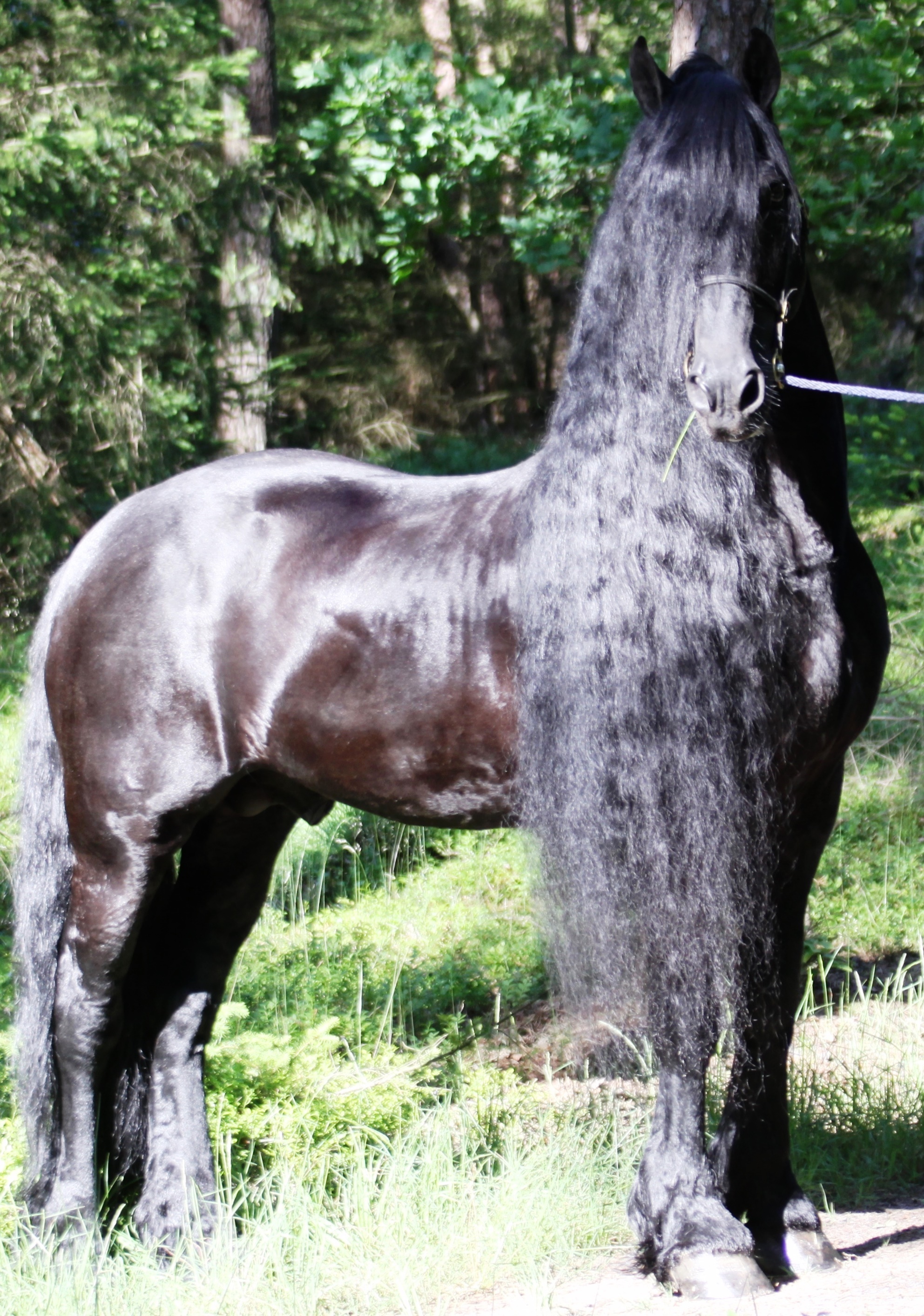 aron-sport-friesian-horse-for-sale