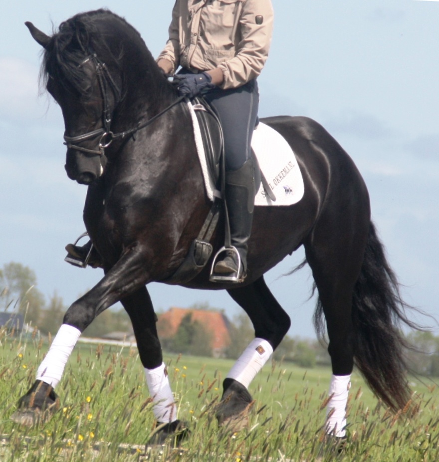 Friesian AVINA - Sold