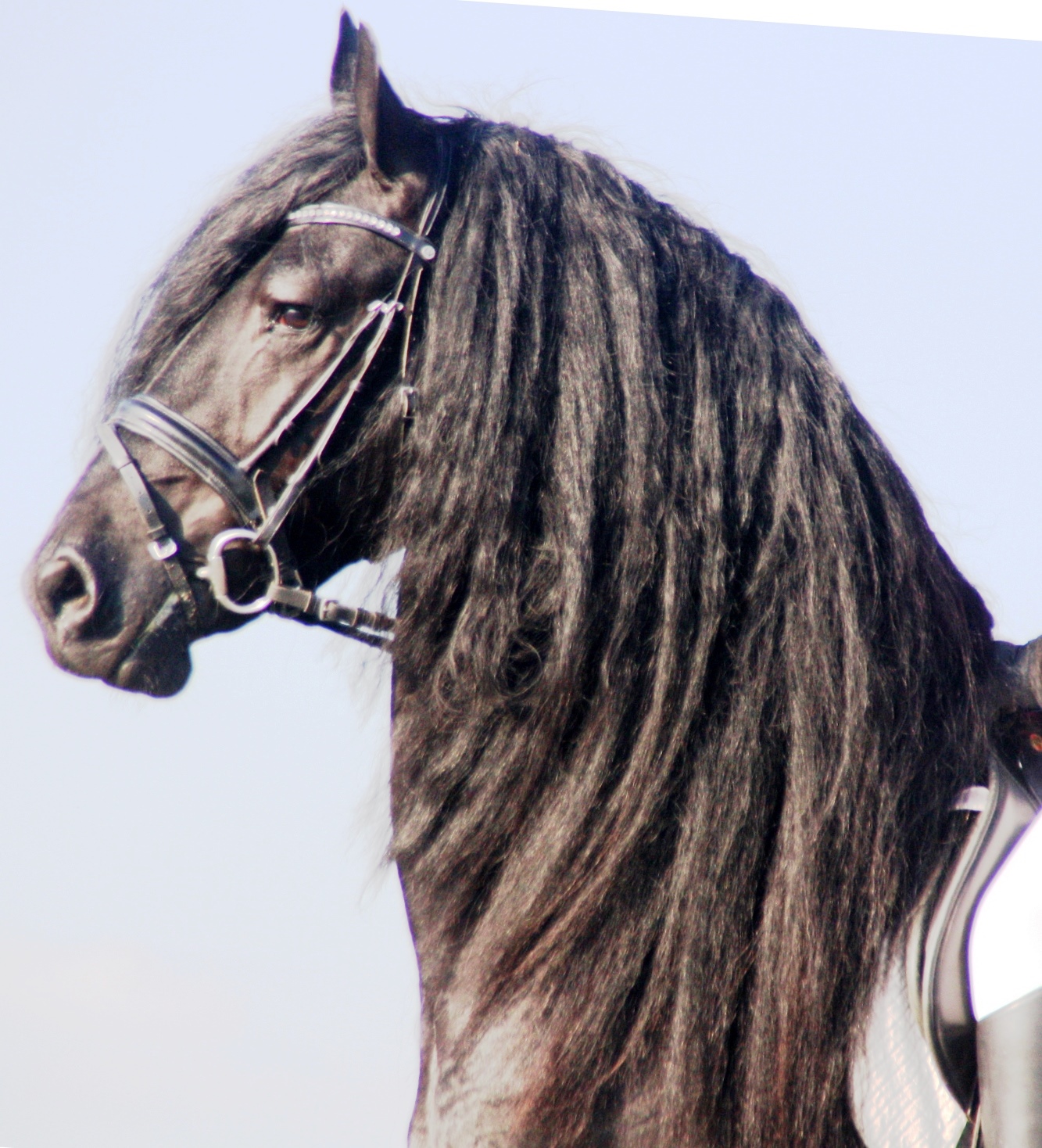 Friesian BluMarin - Sold