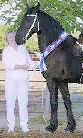 Friesian Brechtsje - STER - Sold