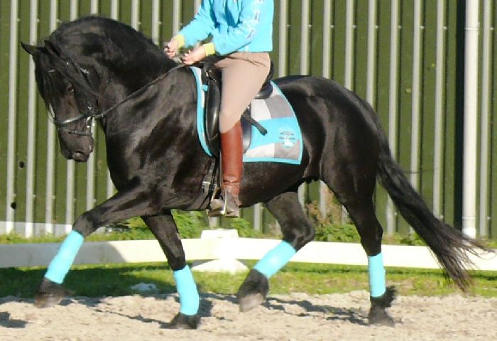 Friesian Zarina - Sold