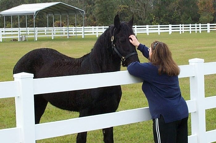 Friesian Gerke BSF - Sold