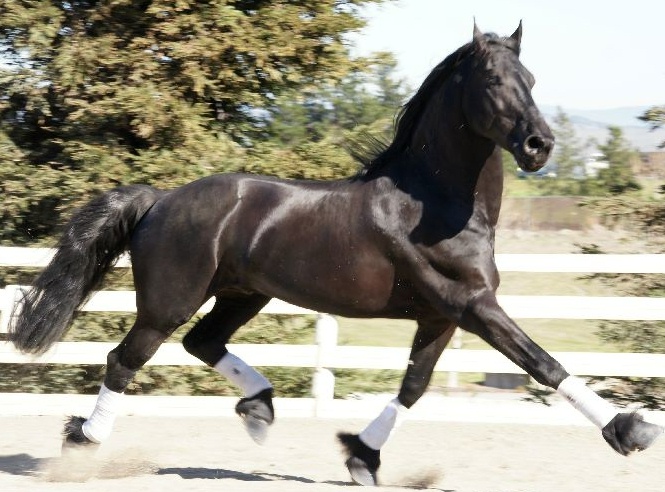 Friesian KJELD STER - Sold