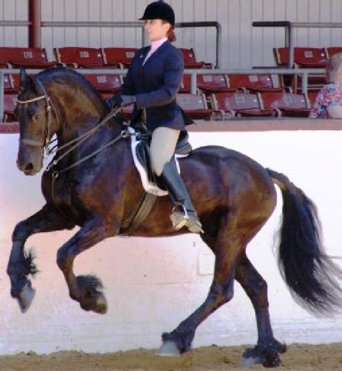 Friesian NEO - Sold