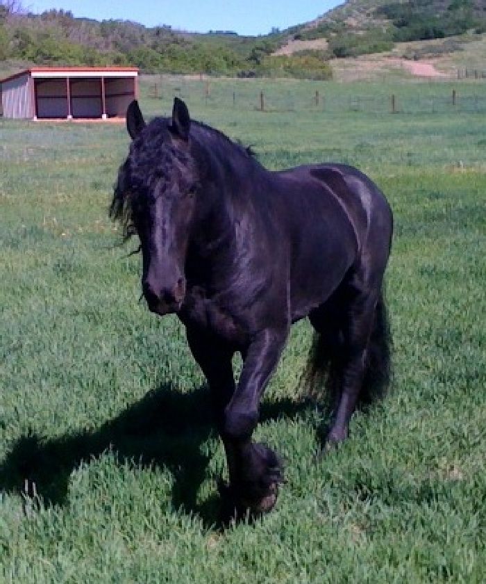 Friesian Rinze F.K. - Sold