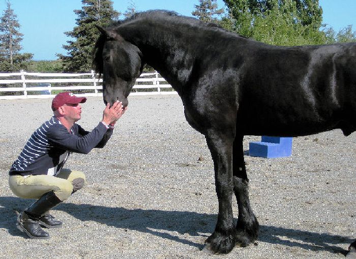 Friesian Valiant - Sold