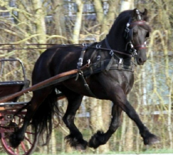 Friesian Chloe STER - Sold