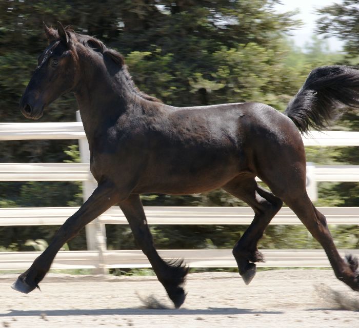 Friesian Cobalt - Sold