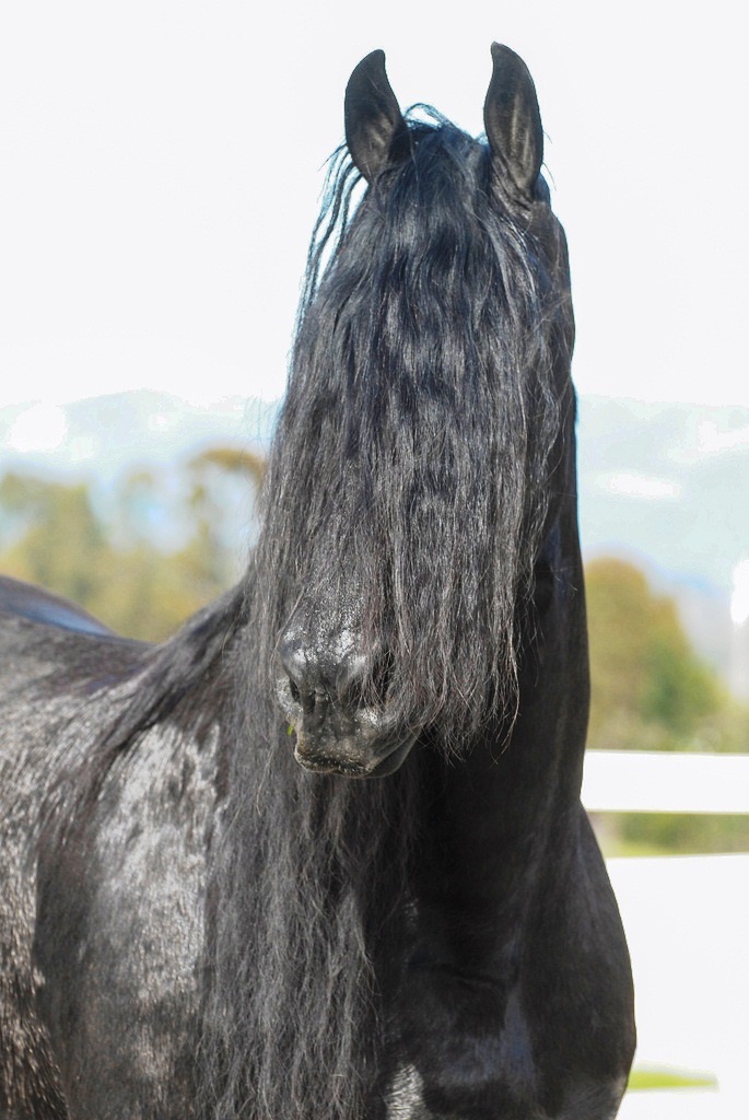 Friesian COLATA STER - Sold