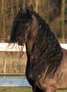 Friesian Cointreau SPORT - Sold