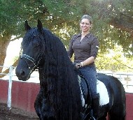 Friesian Alwyn - Sold