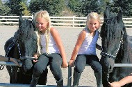 Friesian Bennie vande Hazenhut ST - Sold