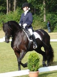 Friesian Berber - STER - Sold