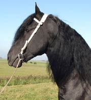 Friesian Brent - Sold