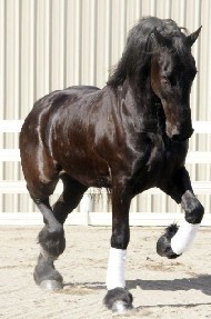 Friesian CHANEL - Sold