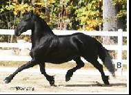 Friesian Dorette - Sold