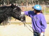 Friesian Gabby - Sold