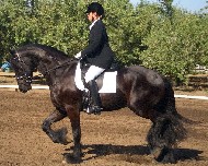 Friesian Germ fan Polle - Sold