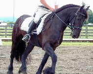 Friesian Harkos - Sold