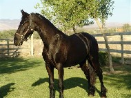 Friesian TAURUS - Sold