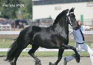 Friesian Wietske G. - Sold