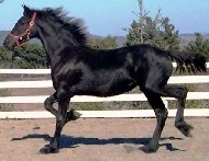 Friesian Reeba - Sold