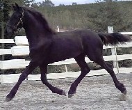 Friesian Dehlila - Sold