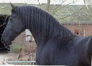 Friesian Ealowna - Sold