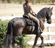 Friesian Hessel BSF - Sold