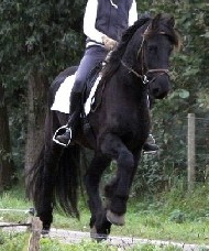 Friesian McDreamy - Sold